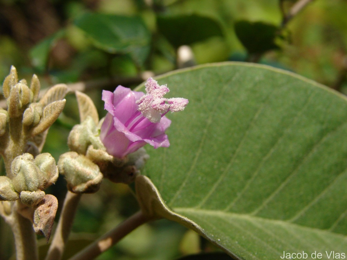 Argyreia osyrensis (Roth) Choisy